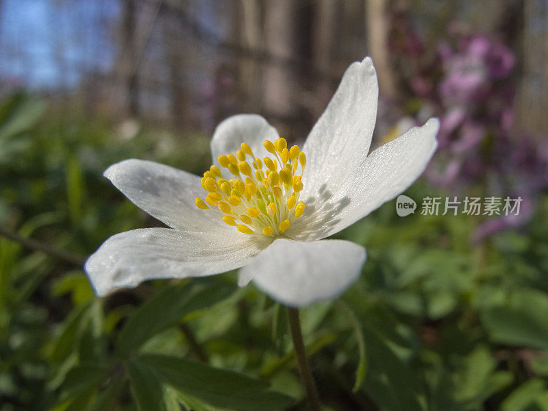 德国森林中的春花-木银莲花(Anemone nemorosa)